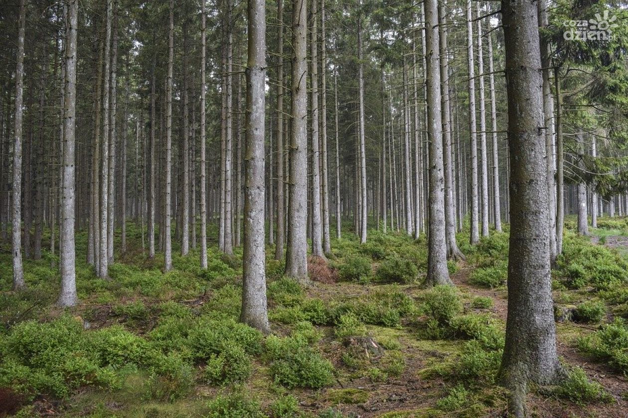 Nadleśnictwo Płońsk. Zakaz wstępu do lasów