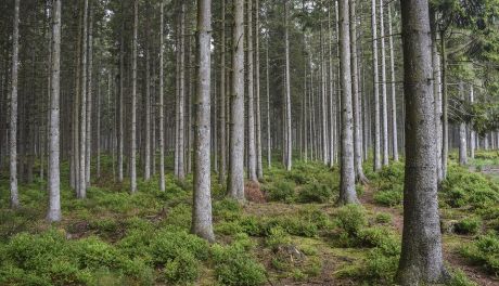 Nadleśnictwo Płońsk. Zakaz wstępu do lasów
