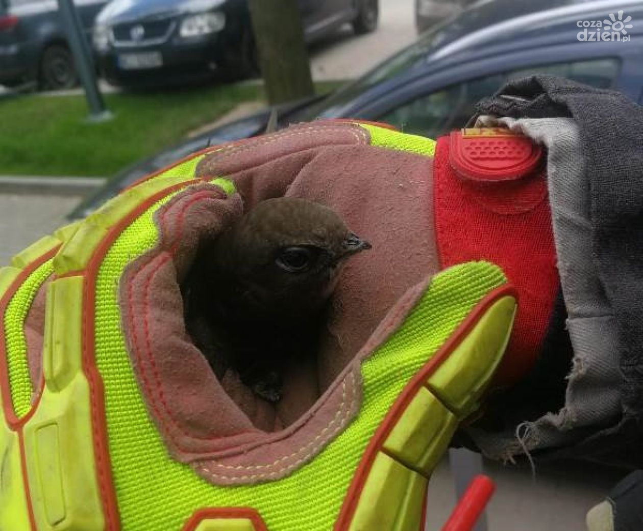 Uwięziony ptak w budynku starostwa