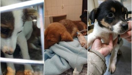 Grudusk i Sońsk zabierają psy ze schroniska w Radysach