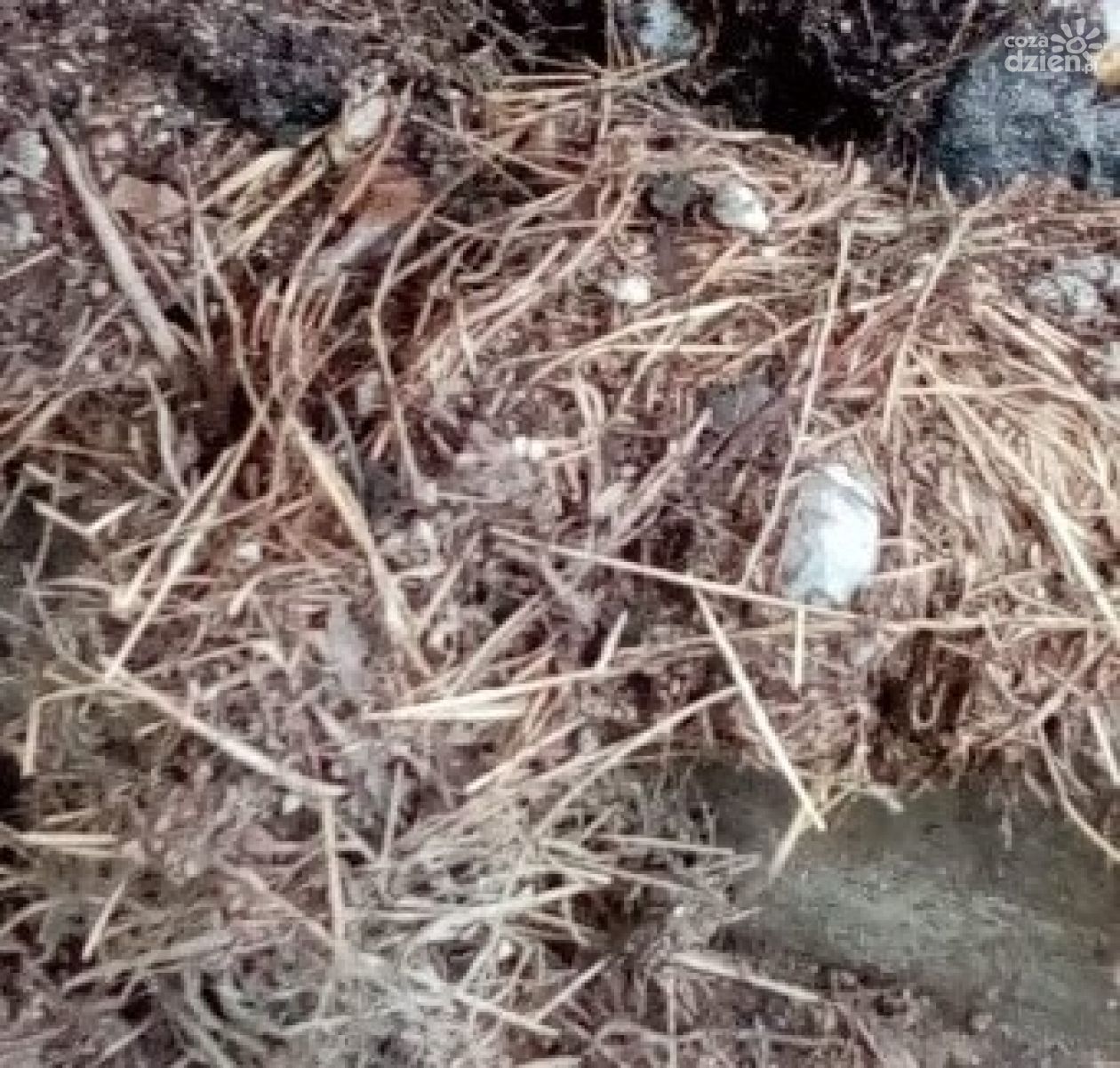 Gniazda jerzyków zrzucane z dachu w Ciechanowie (zdjęcia)