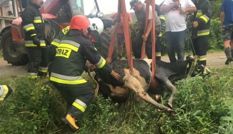 Krasne. Bohaterska akcja strażaków, uratowali krowę (zdjęcia)