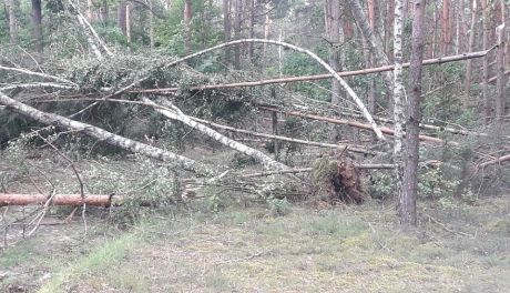 Wichura spustoszyła ciechanowskie lasy (zdjęcia)