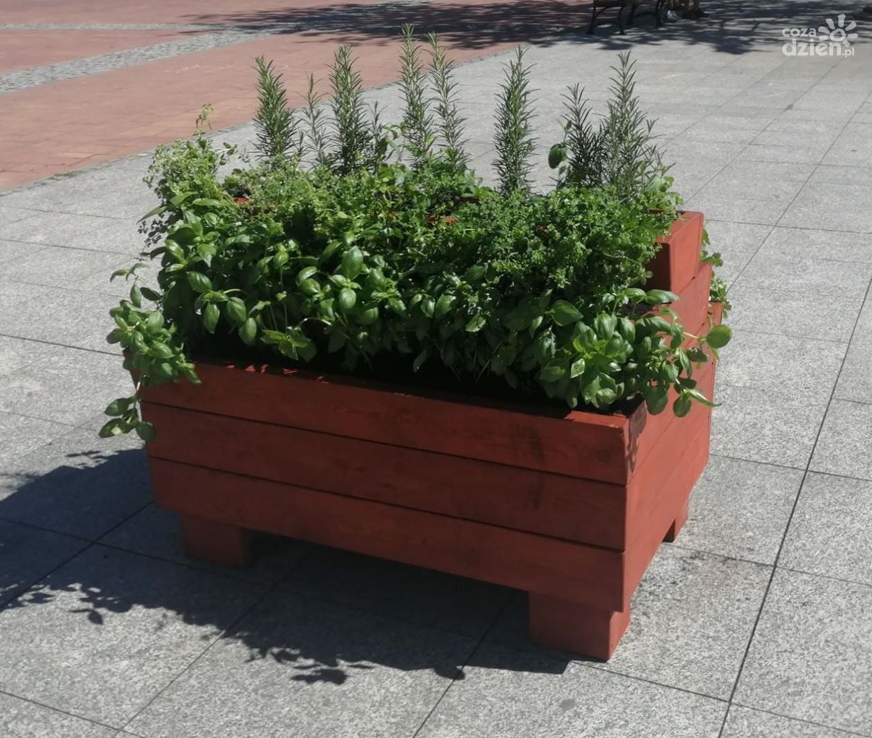 Świeże przyprawy w centrum Przasnysza