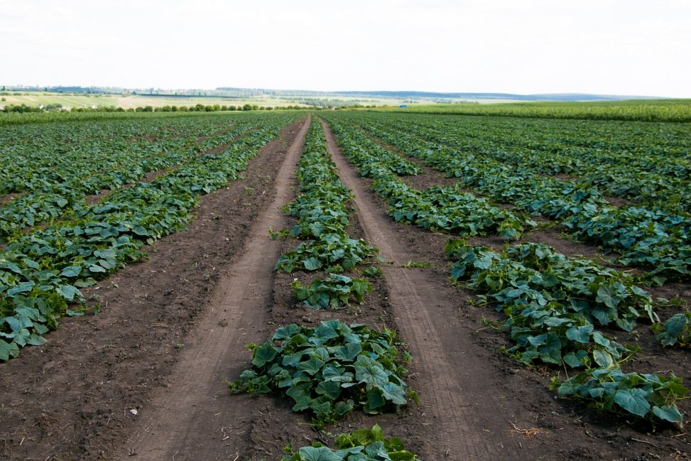 Kamienica. Groźny wypadek na plantacji ogórków