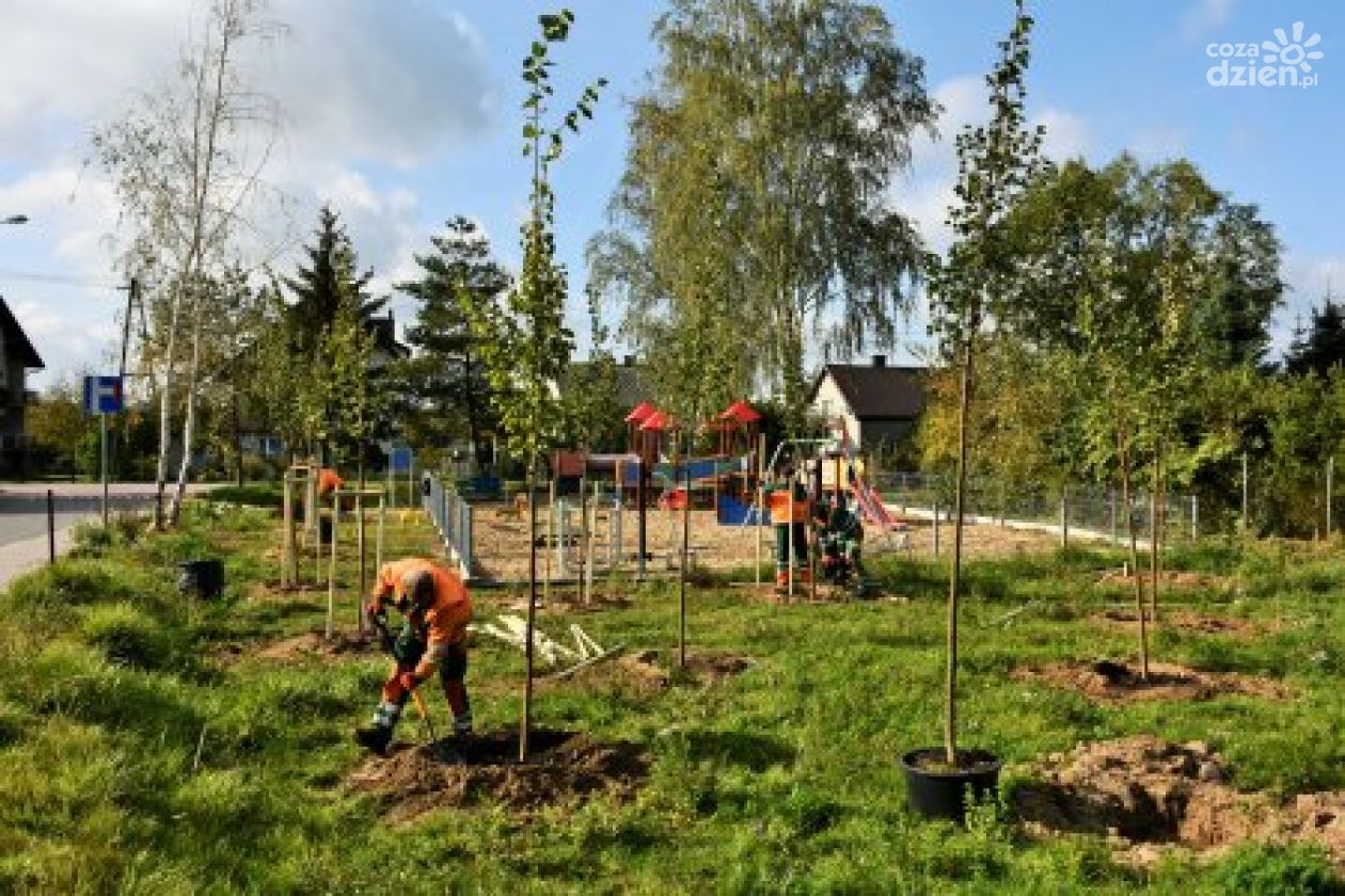 200 nowych drzew pojawi się w Ciechanowie!