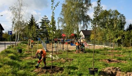 200 nowych drzew pojawi się w Ciechanowie!