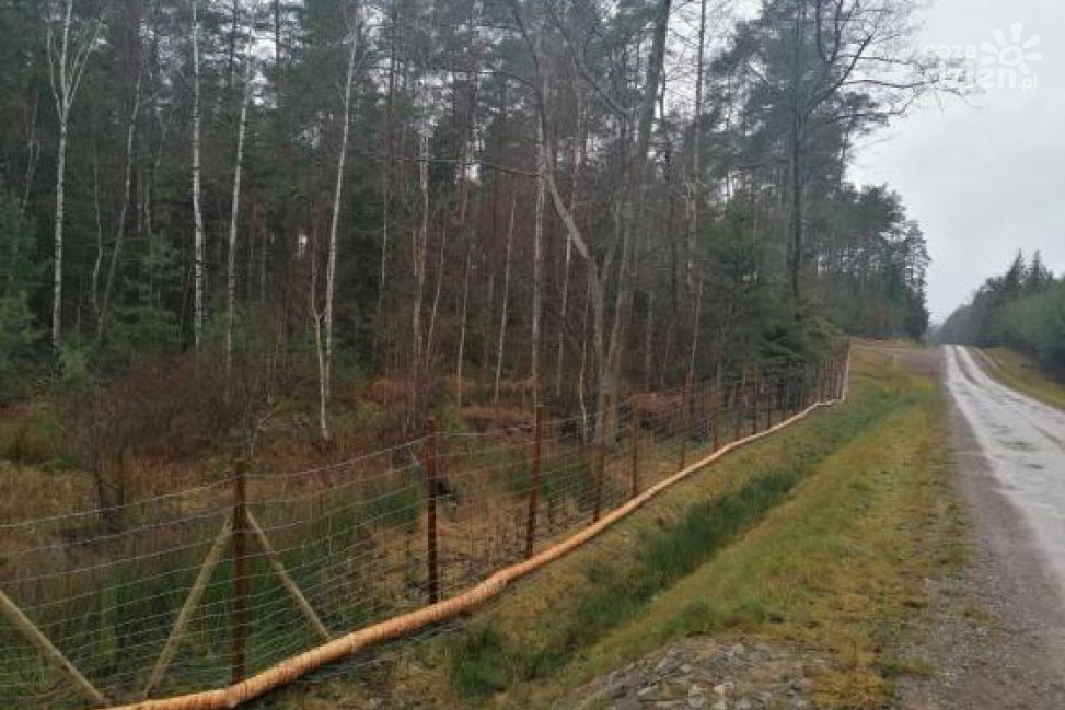 Las płotem podzielony, czyli jak zatrzymać mazowieckie dziki