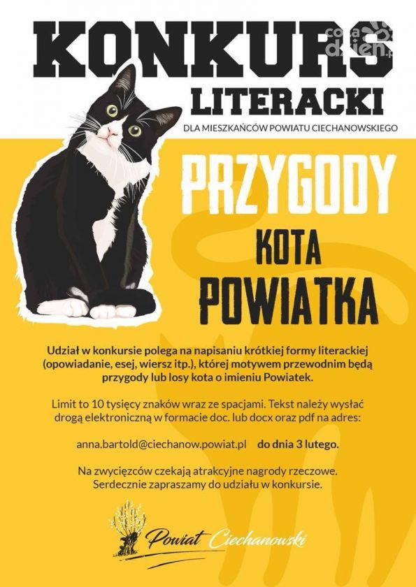 Poznajcie kotka Powiatka!