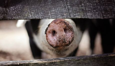 Padło blisko 500 świń przez awarię wentylacji