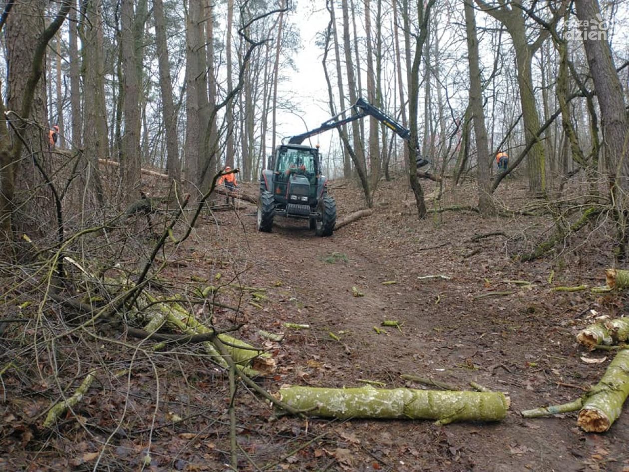 Zakaz wstępu do Lasu Śmiecińskiego. Trwa wycinka niebezpiecznych drzew