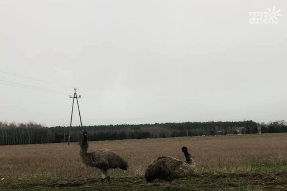 Lato idzie...już widać STRUSIE na łąkach!