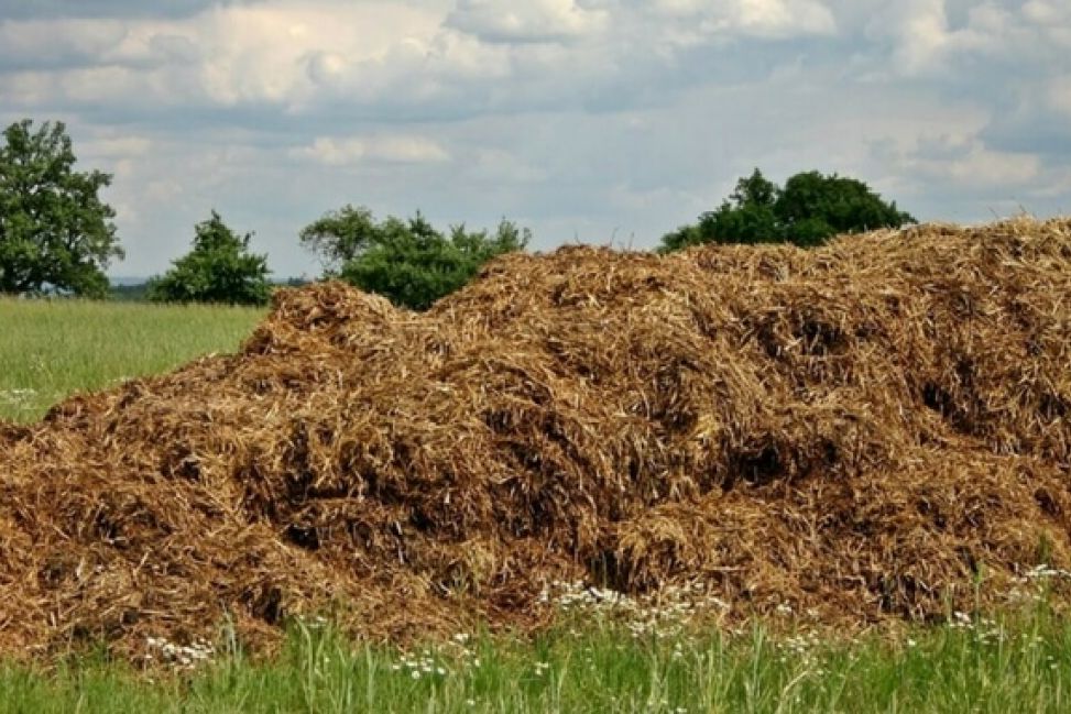 Radzanów. Mężczyzna igrał z ptasią grypą