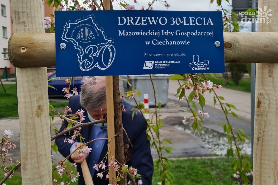 30 drzew na 30-lecie MIG. Rozpoczął się jubileusz!