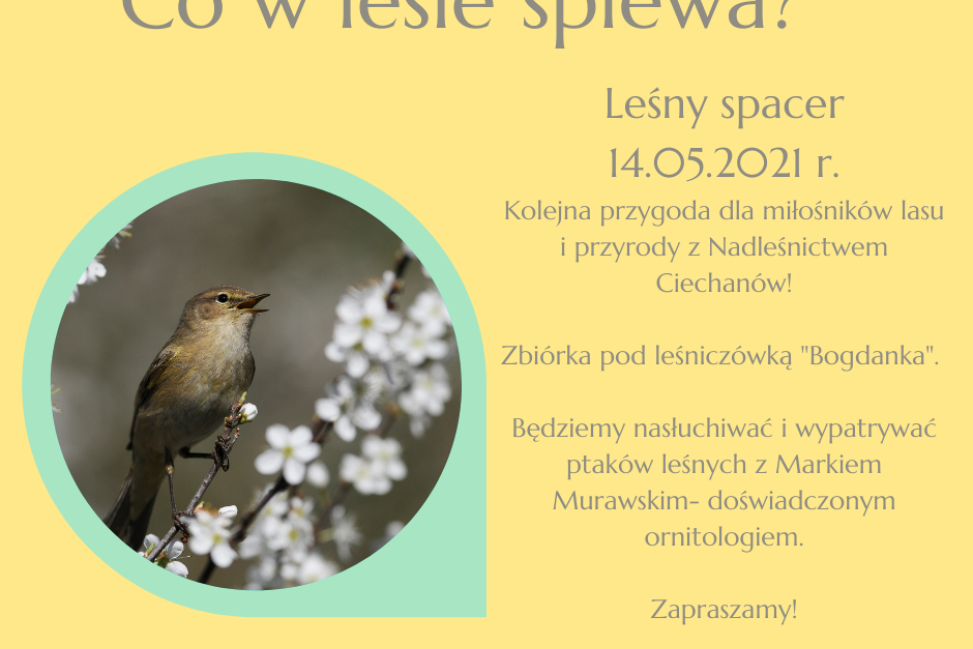 Co w lesie śpiewa?- przekonaj się!