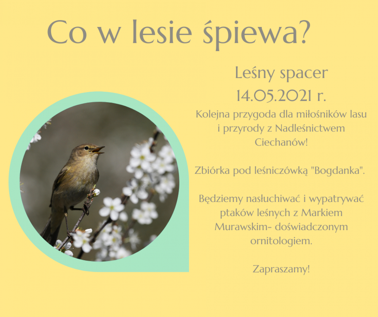 Co w lesie śpiewa?- przekonaj się!