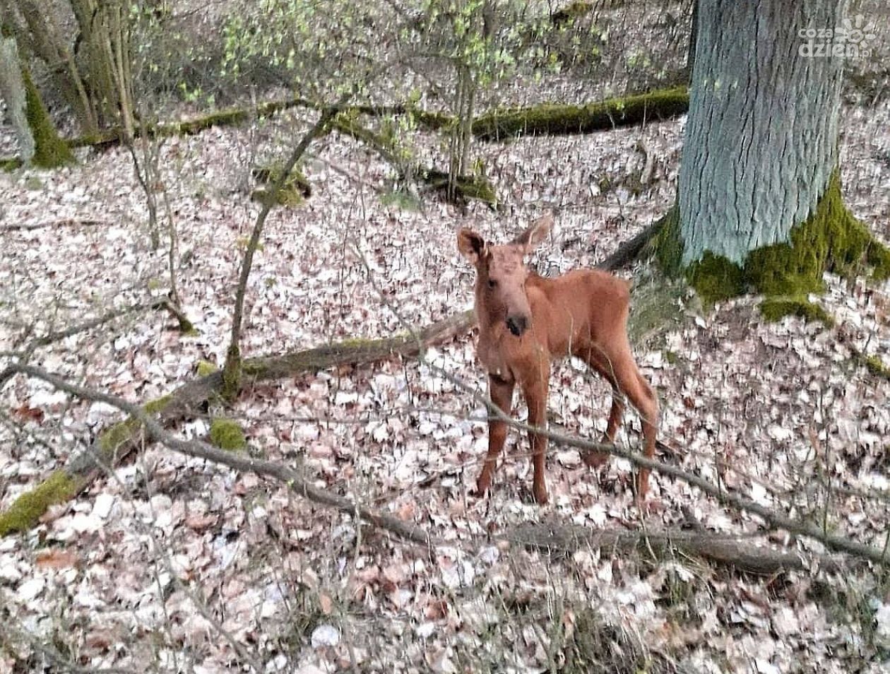 #StopLeśnymKidnaperom- nadleśnictwo apeluje o niedotykanie małych zwierząt!