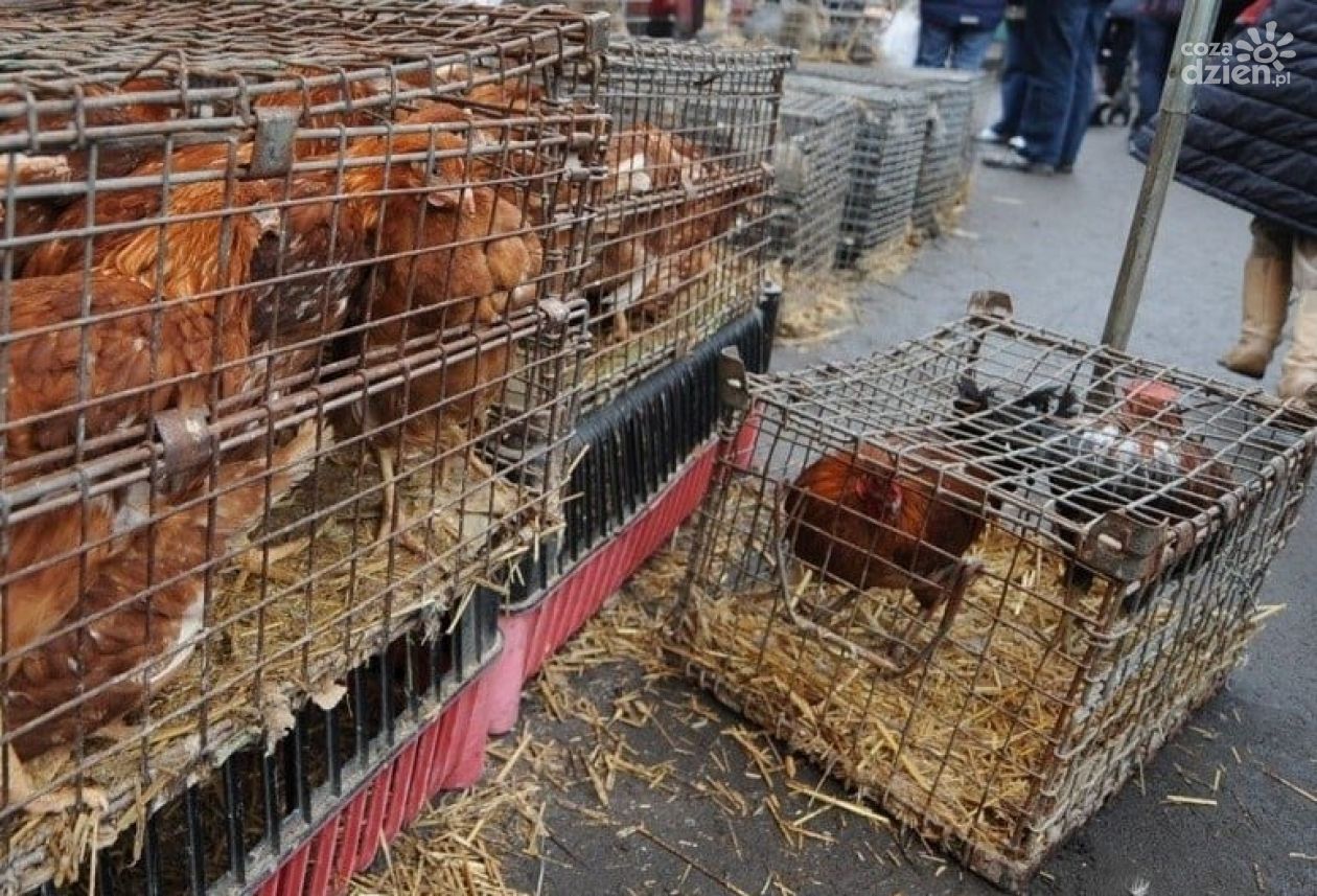 Zakaz sprzedaży i kupna zwierząt domowych na targowiskach! 