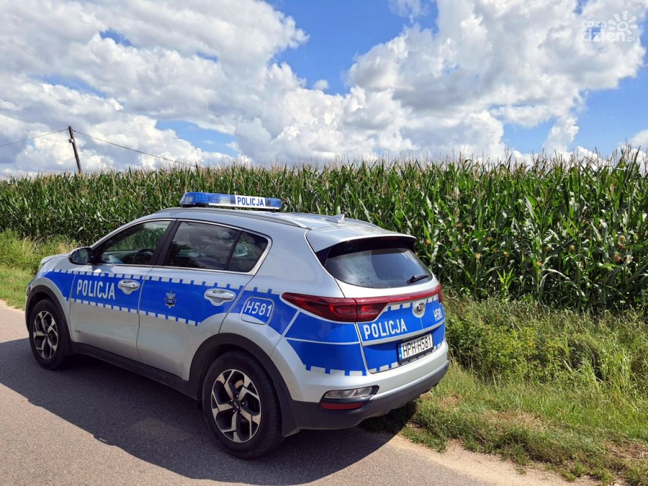 Uciekł przed policją w pole kukurydzy