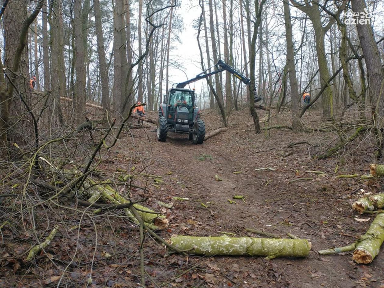 Las Śmieciński będzie parkiem. Nadleśnictwo planuje przebudowę drzewostanu