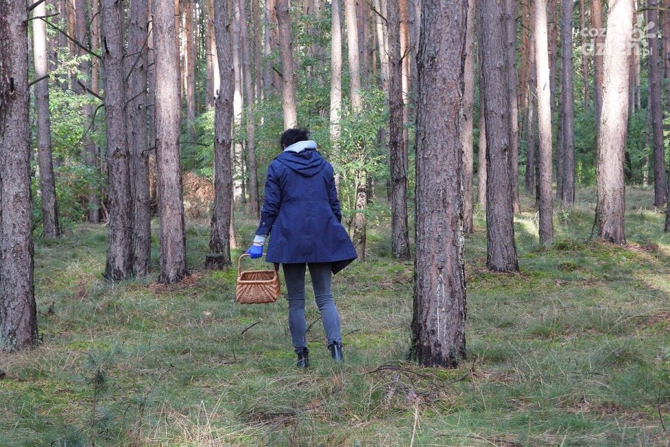 Niemal każdego dnia dochodzi do zaginięcia grzybiarzy