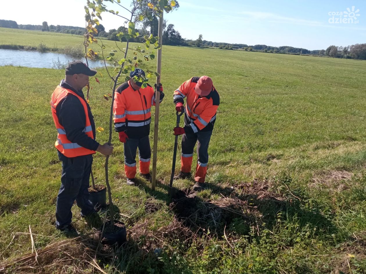 Zielone płuca powiatu ciechanowskiego rosną w siłę!