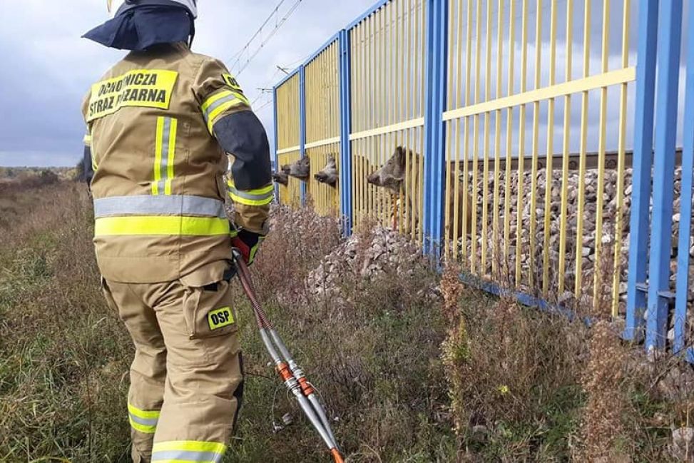 Niecodzienna sytuacja na trasie Ciechanów - Warszawa, dziki na stacji PKP (zdjęcia)