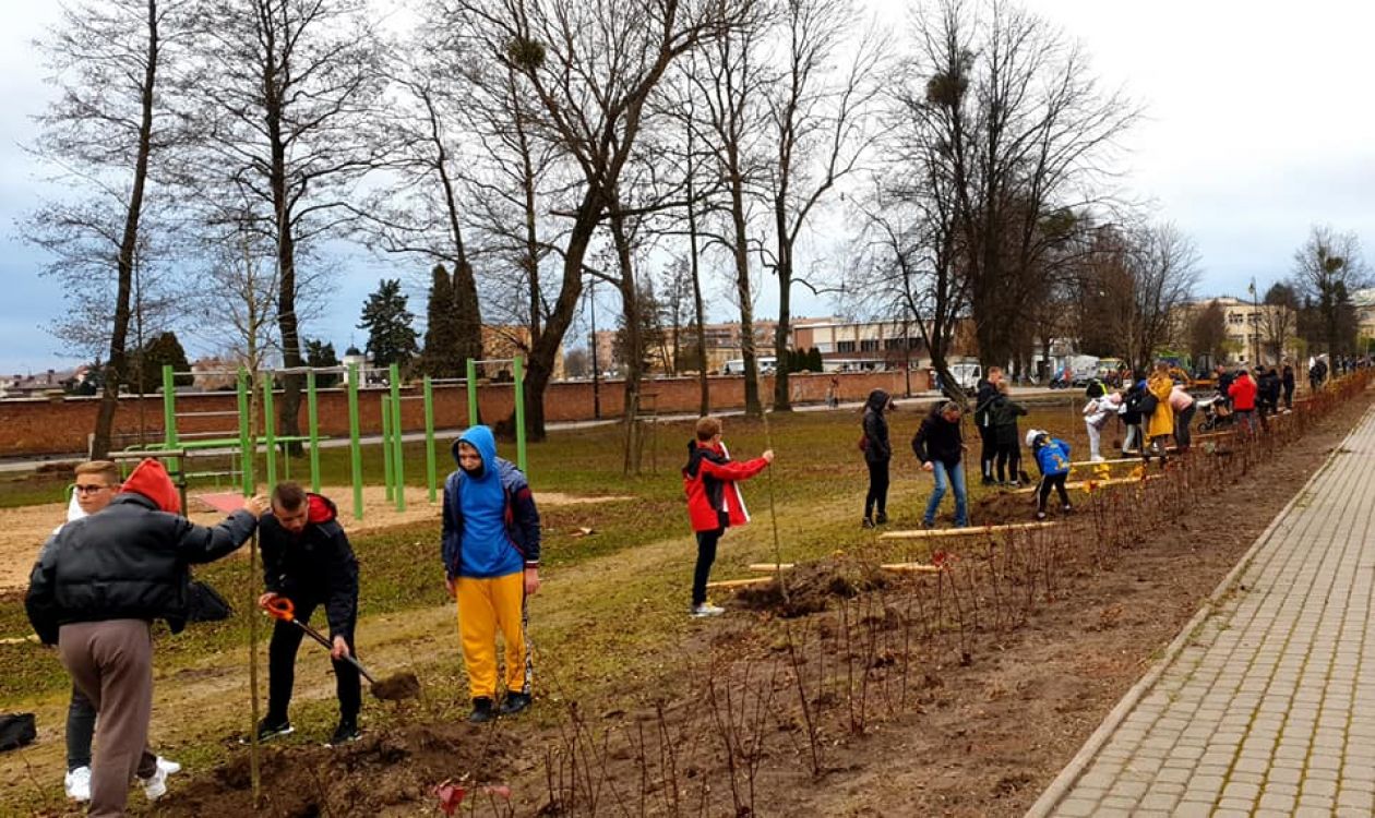 Mieszkańcy Przasnysza posadzili drzewa