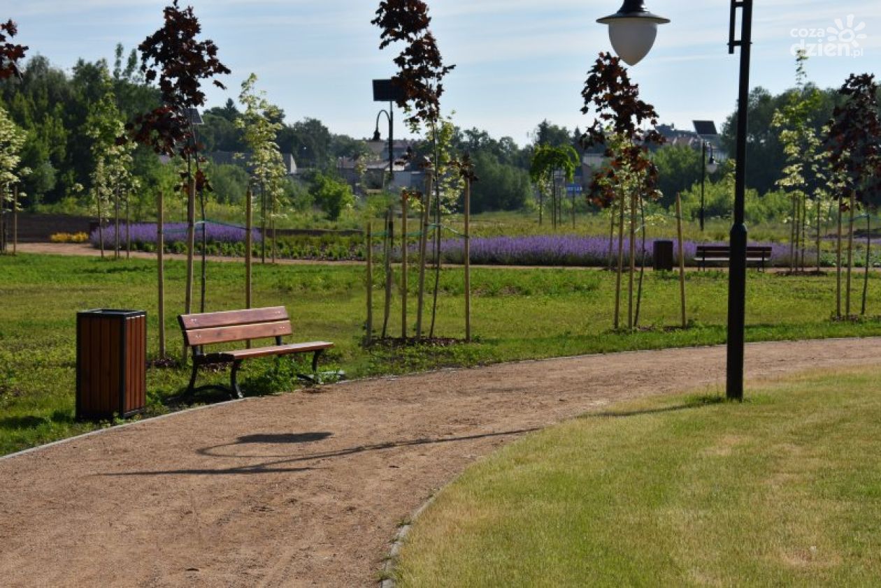 Ciechanowscy ojcowie mają swój park, zasadzili tam już ponad sto drzew