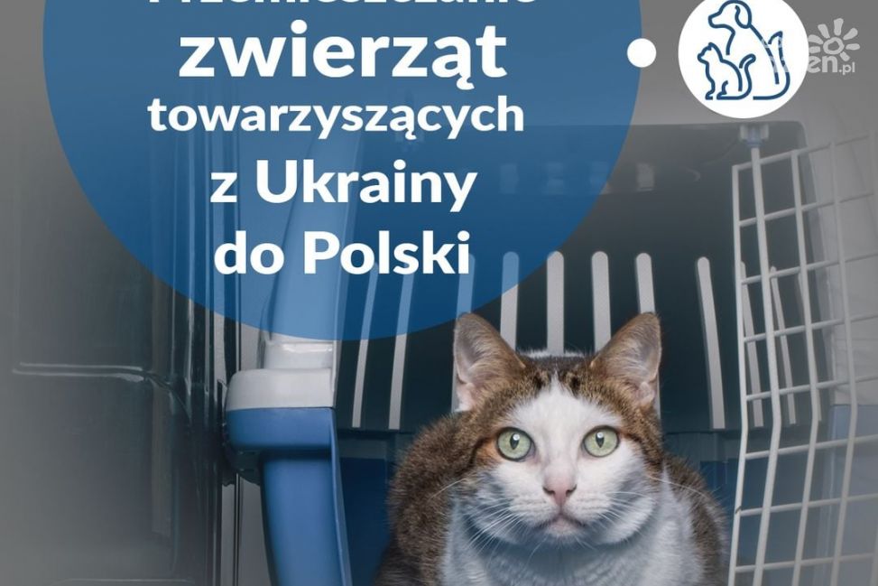 Przemieszczanie się zwierząt z uchodźcami monitoruje m.in. Powiatowy Inspektorat Weterynaryjny w Ciechanowie