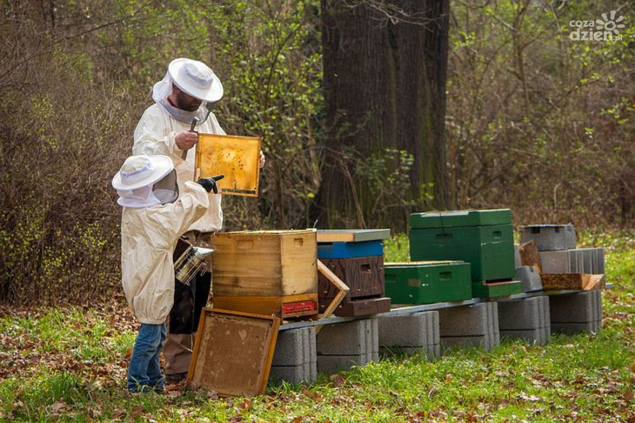 Wsparcie finansowe dla pszczelarzy. Trwa nabór wniosków