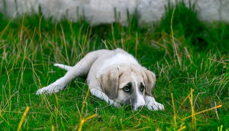 Pies ze schroniska będzie na pewno kochającym i oddanym przyjacielem. Te z Pawłowa czekają na adopcję