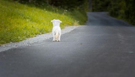 Samotne, smutne i spragnione bliskości dobrego człowieka. Psy ze schroniska w Pawłowie pod Ciechanowem czekają na swoją szansę