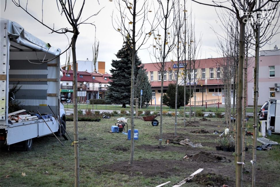 Powiat Płoński stawia na edukację ekologiczną i sadzi drzewa krzewy i rośliny miododajne 