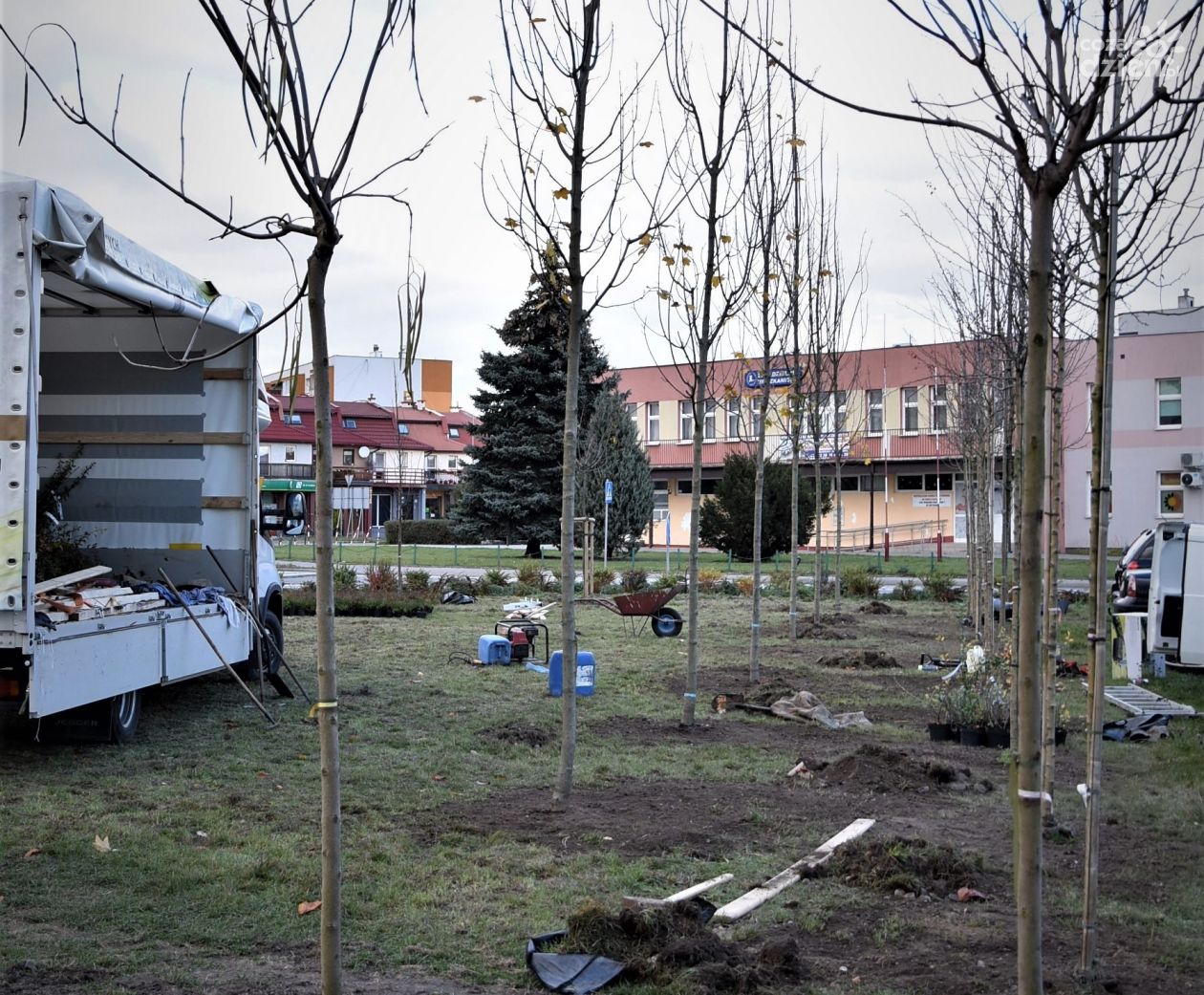Powiat Płoński stawia na edukację ekologiczną i sadzi drzewa krzewy i rośliny miododajne 