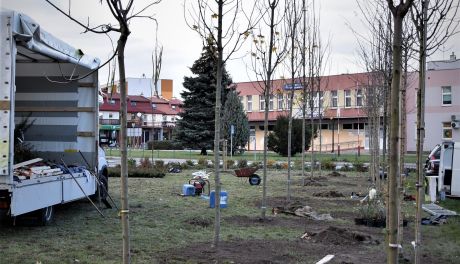 Powiat Płoński stawia na edukację ekologiczną i sadzi drzewa krzewy i rośliny miododajne 