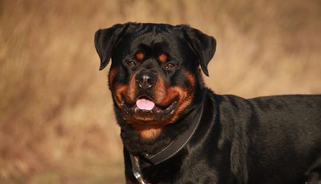 57-latek dotkliwie pogryziony przez rottweilery. Doznał obrażeń głowy i twarzy