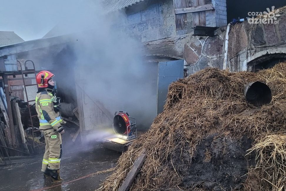 Bydło w niebezpieczeństwie. Groźny pożar pod Ciechanowem