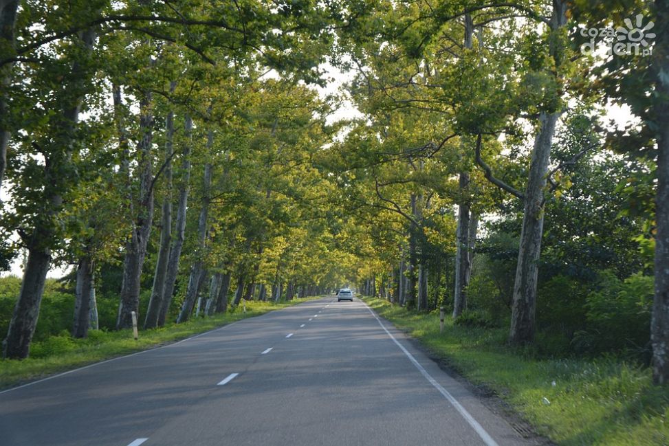 Zasnął i uderzył w drzewo. Motorowerzysta był kompletnie pijany