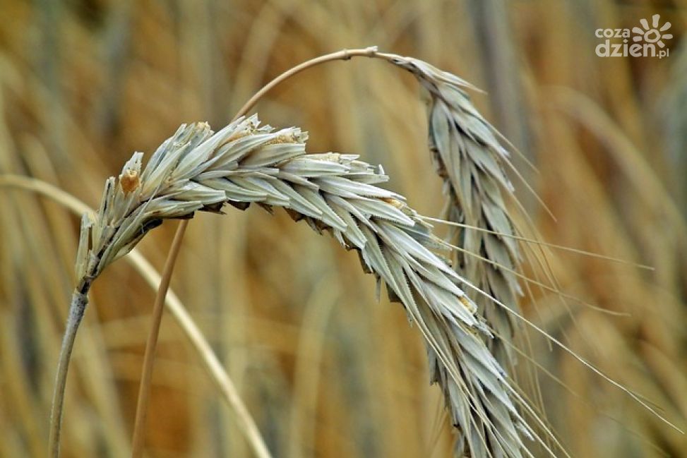 Dopłaty do materiału siewnego: Rozpoczęto przyjmowanie wniosków o wsparcie dla producentów rolnych