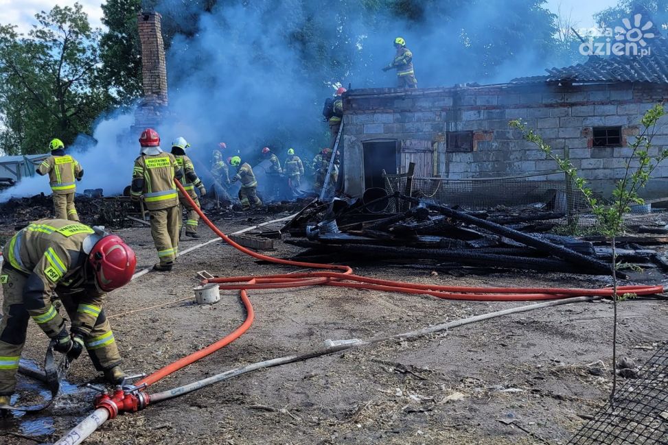 Jednostka OSP Gąsocin i inne zastępy gasiły pożar budynku gospodarczego w Ciemniewie