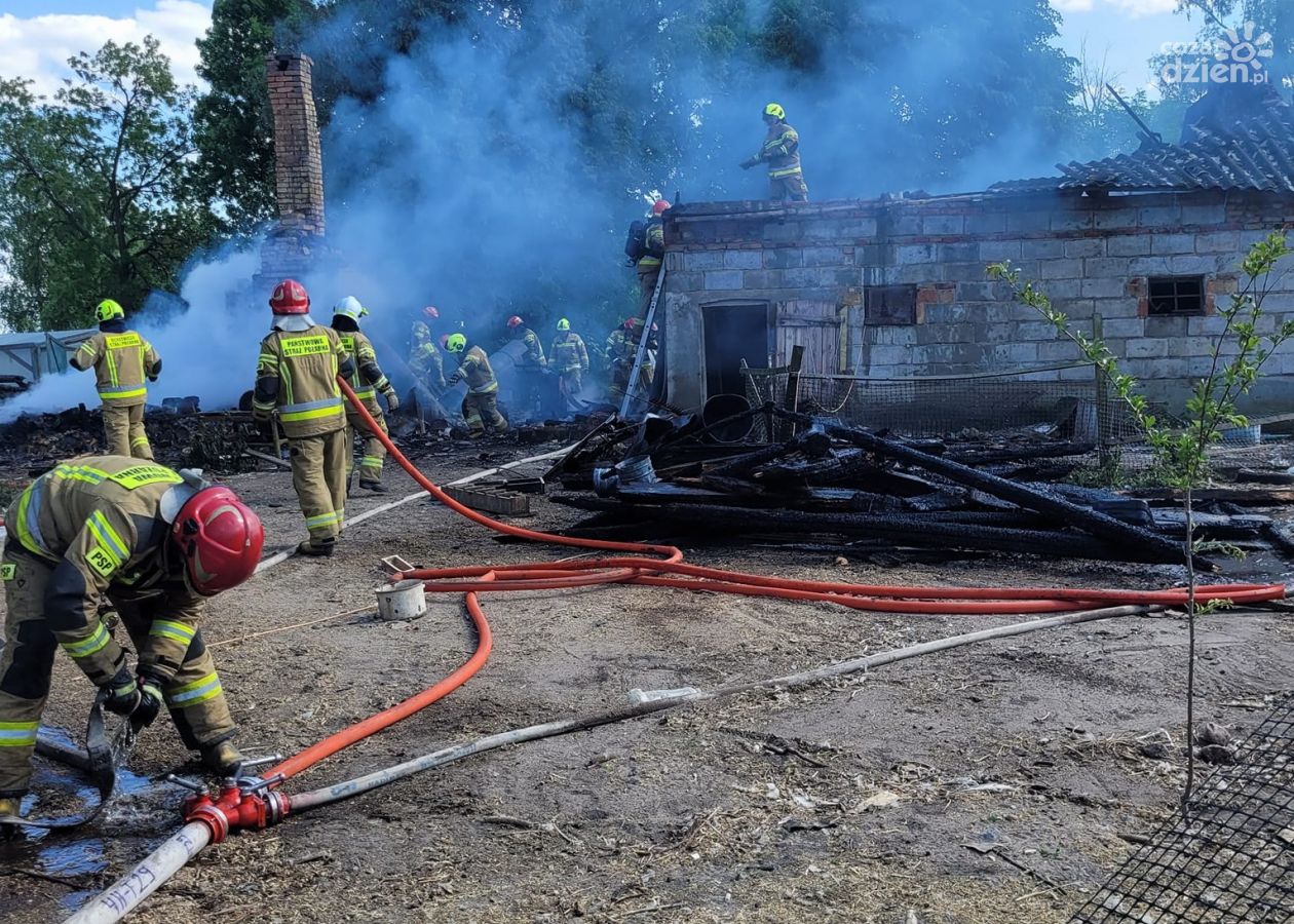 Jednostka OSP Gąsocin i inne zastępy gasiły pożar budynku gospodarczego w Ciemniewie