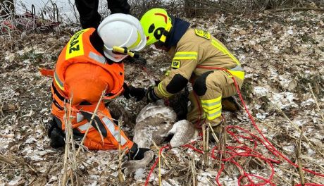 Ratownicy uratowali uwięzione zwierzęta na Wkrze w Glinojecku