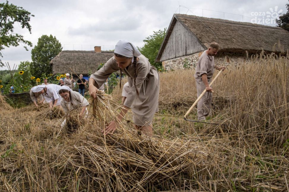 Żniwa w skansenie w Sierpcu – podróż do przeszłości