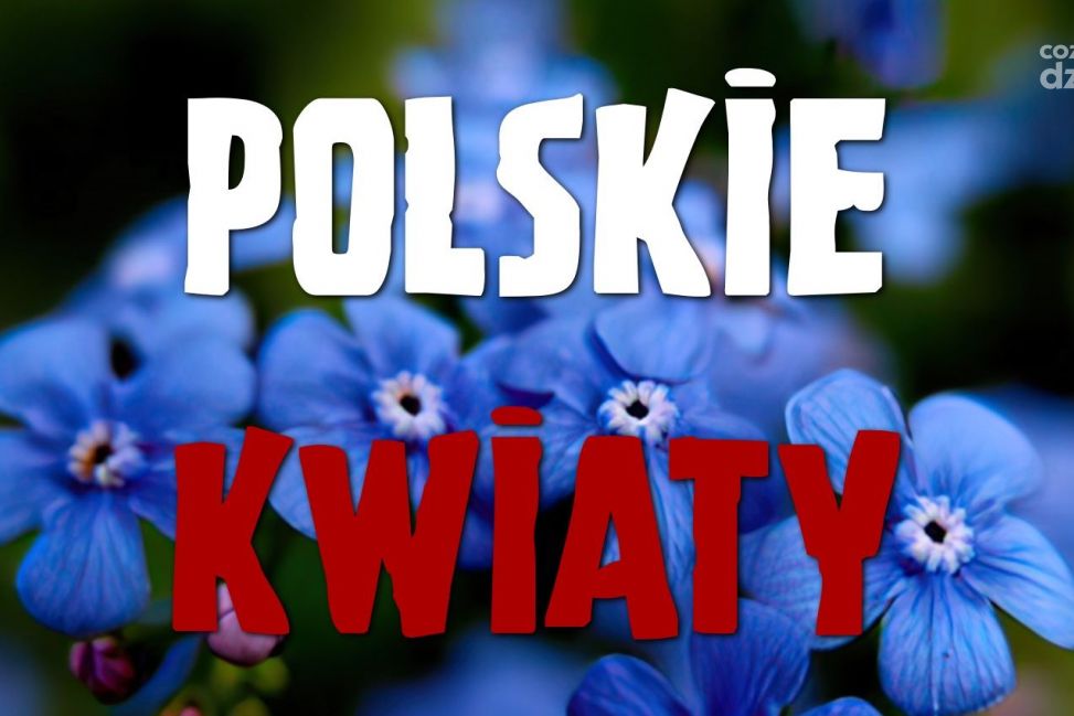 Wydarzenie "Polskie Kwiaty" w Ciechanowie