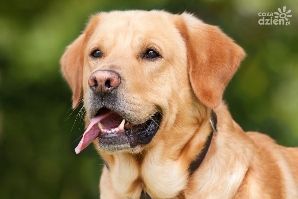 Ukradł labradora. Wpadł bo wyszedł z nim na spacer