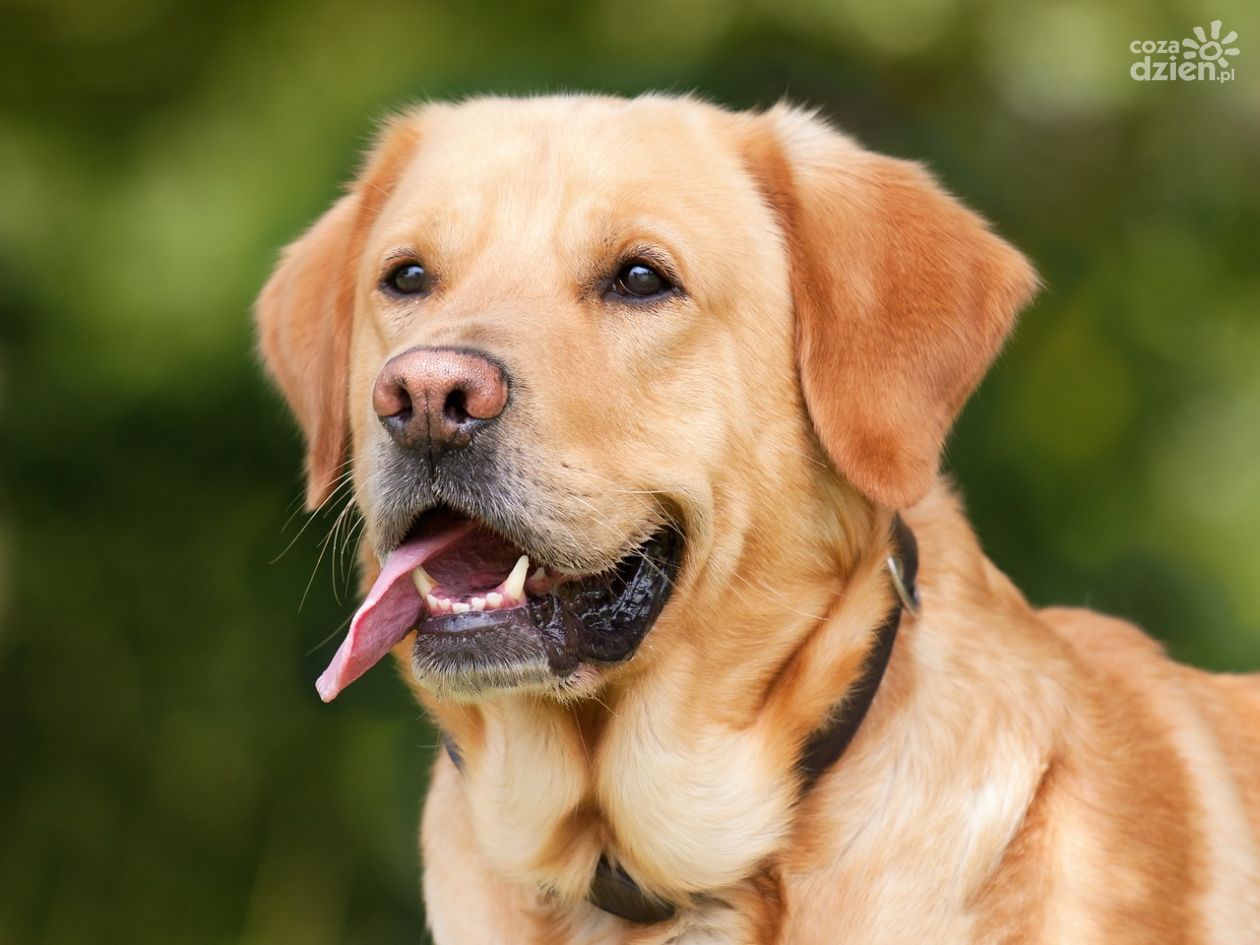 Ukradł labradora. Wpadł bo pies musiał na siku