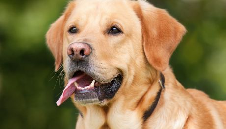 Ukradł labradora. Wpadł bo wyszedł z nim na spacer