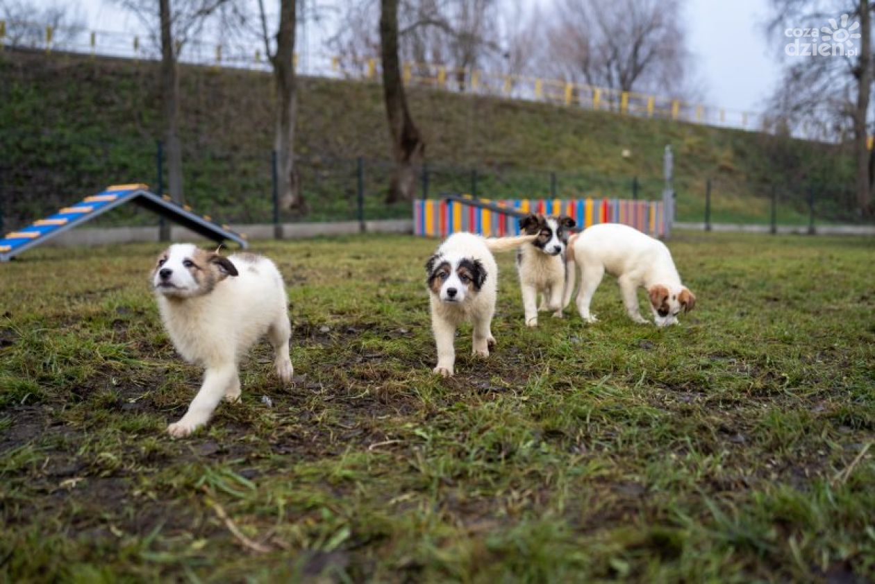 Bezpieczna przestrzeń dla psów w Ciechanowie już otwarta!