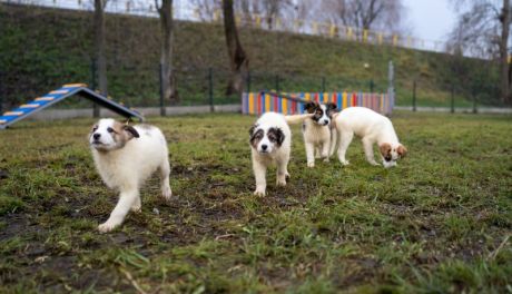 Nowy Psi Park w Ciechanowie już otwarty!